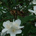 Philadelphus congestus P2C